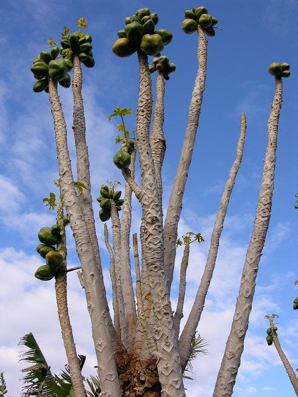 Papaya tree by Christoph Winkler