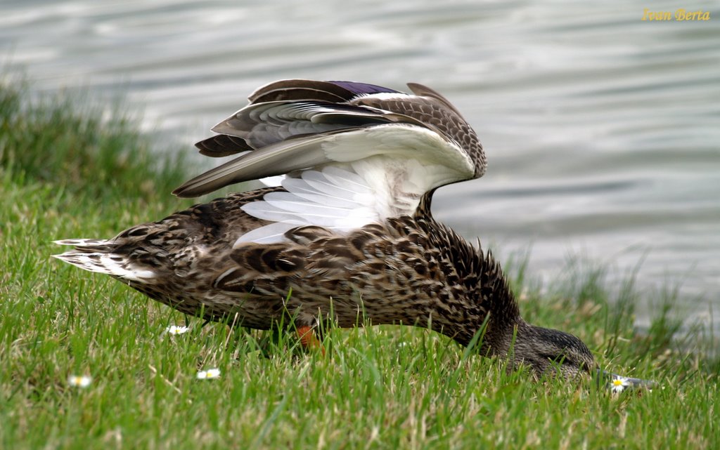 Wallpaper.Duck at Kuchajda lake 1 (Widescreen Wallpaper 16:10) by Ivan Berta