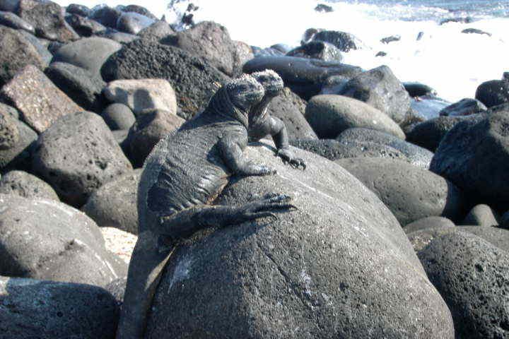 Baltra Island - Galapagos by Nelsinho Cavalcante