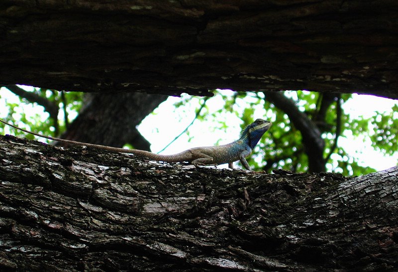 Lizzard in the Historical Park of Ayutthaya, Thailand by NexRIP