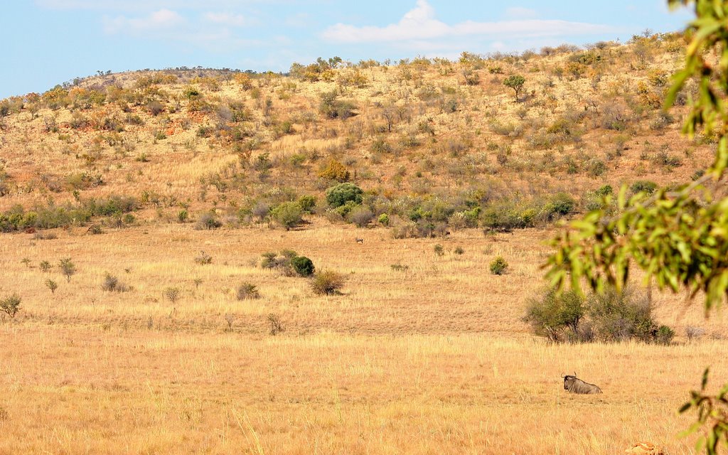 View to east with Wildebeest by Hendrik van den Berg