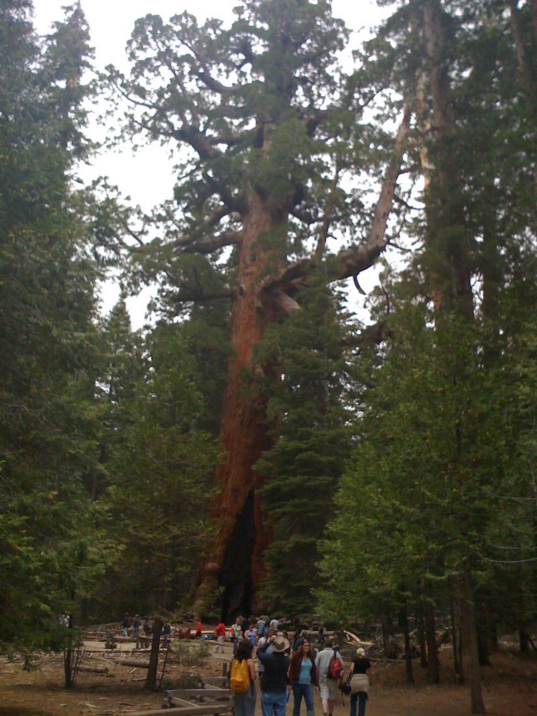 Yosemite Park by alexkr00