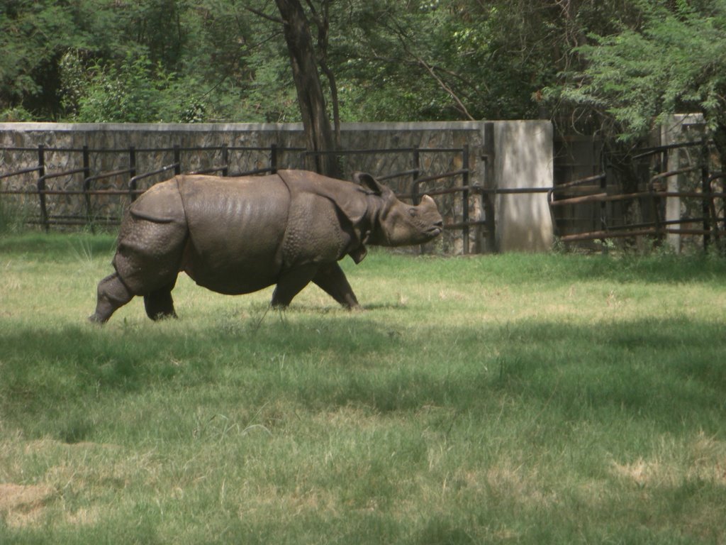 Rhino-Delhi Zoo by Rajan VB