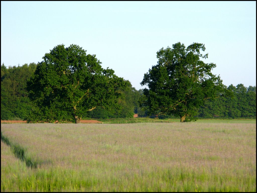 Wessinghuizen: Bomen by © Dennis Wubs