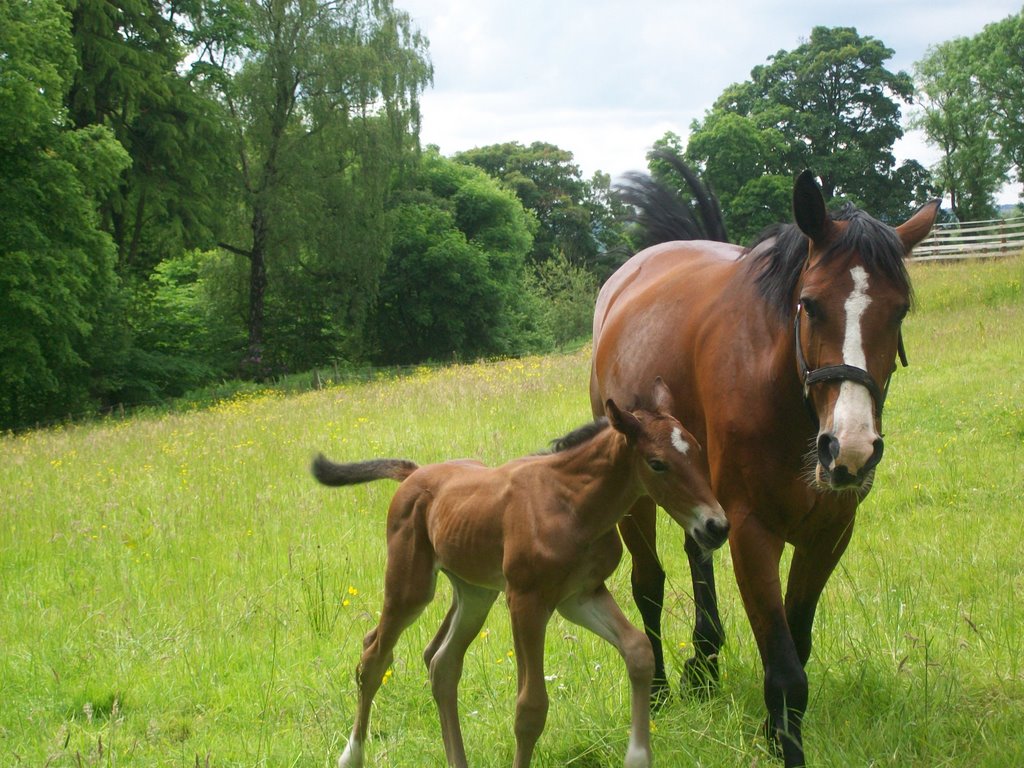 Mother and Child Dalzell Estate Motherwell by joehughes1948