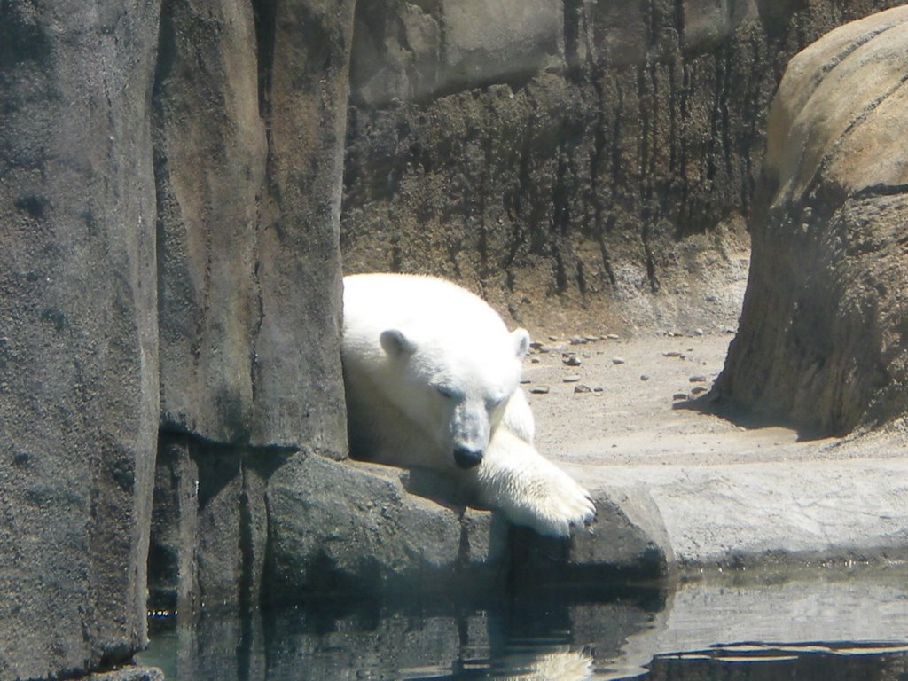 Polar bear resting. by cherylflan