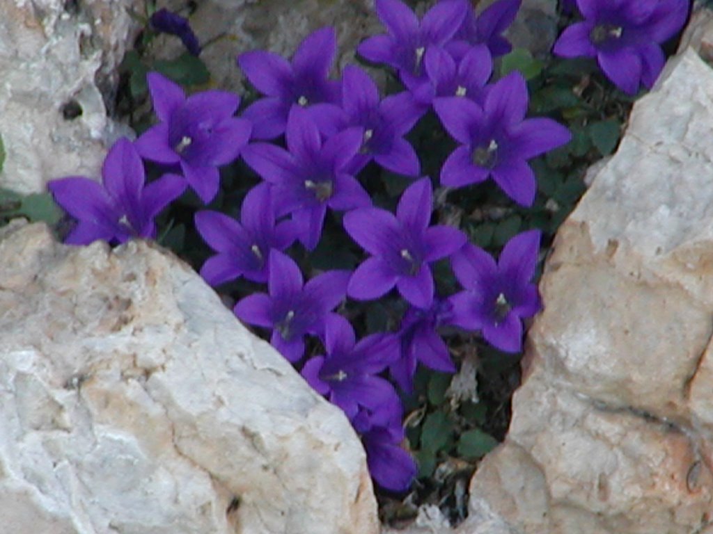 Campanula Morettiana. Moretti's bell flower by Bob Watson-dolomite …