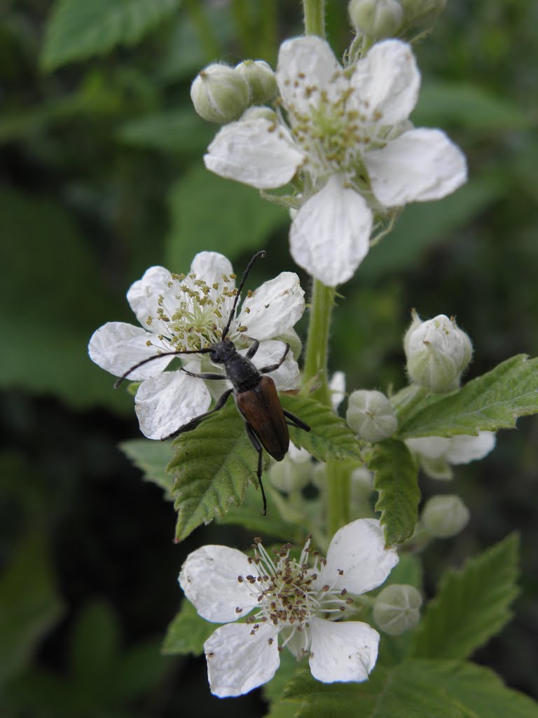 Βάτος - Rubus sanctus by Χαράλαμπος Παπανδριν…