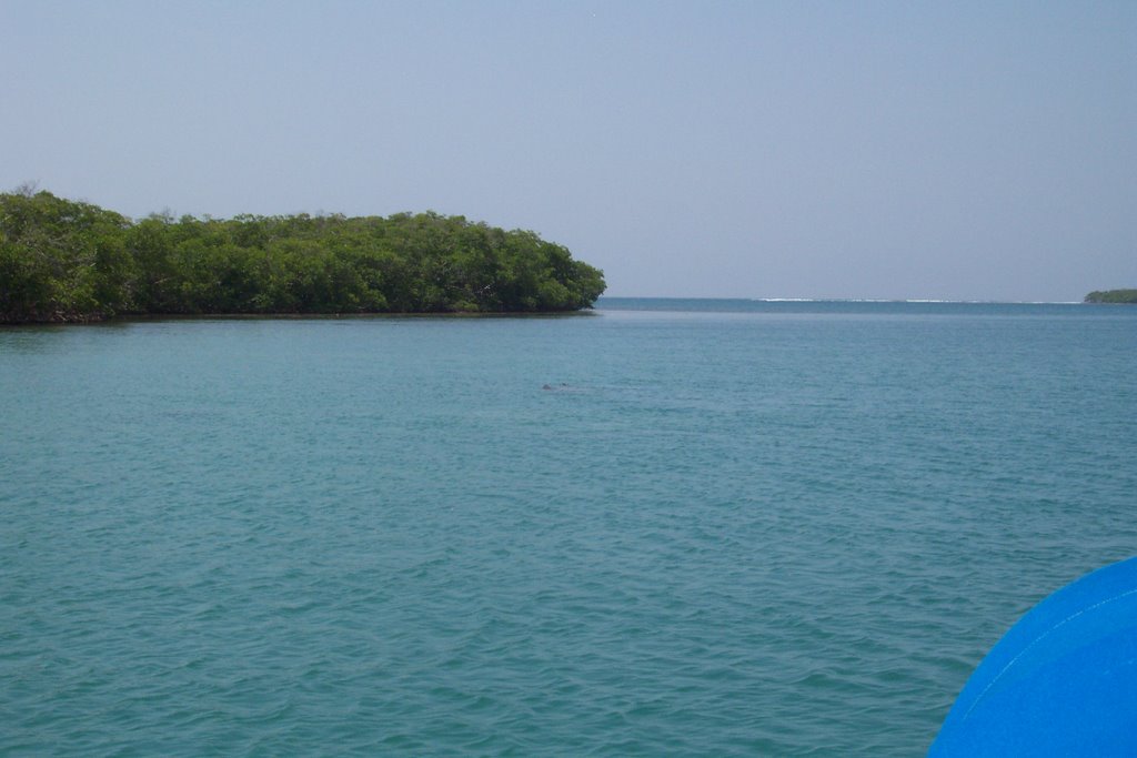 Manatees at Cayos Caribe JBNERR http://www.drna.gobierno.pr/jbnerr by Angel Dieppa