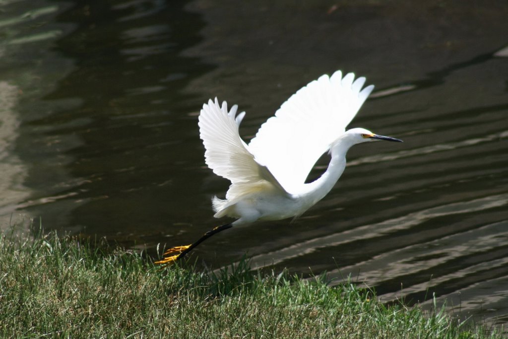 Snowy Egret takes flight by imaphotonut