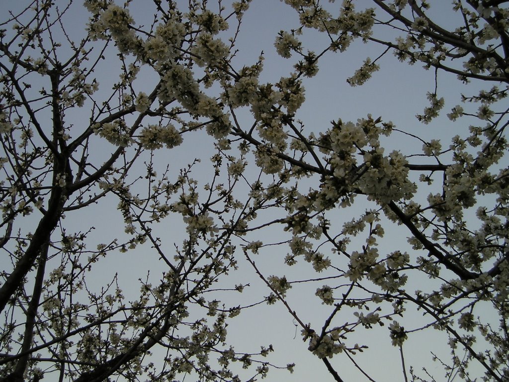 Cerezos en flor. Jarandilla. Marzo 2004 by viajeroandaluz