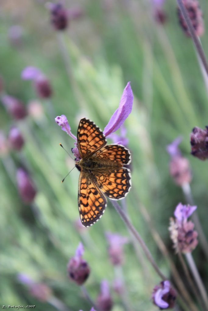 Polinización / Pollination by ebolufer