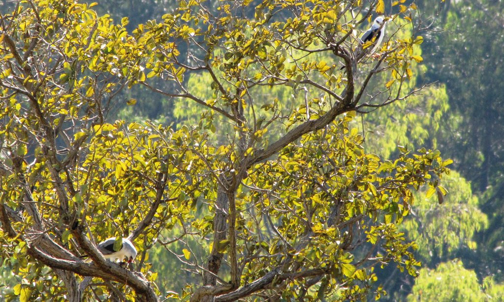 Gavião-tesoura ou gavião-tesoira (Elanoides forficatus) by © E. Avelino