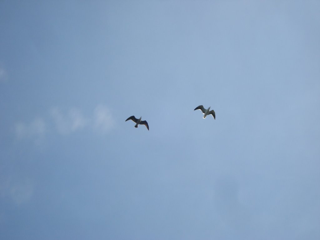 Seagulls - © Émerson-V by Émerson-V