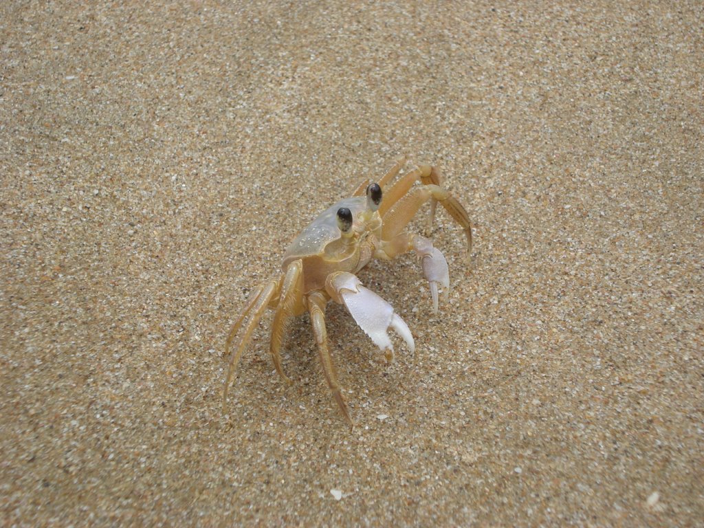 Crab - © Émerson Zanoni by Émerson Zanoni