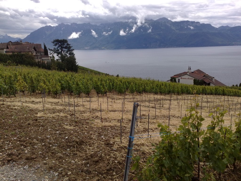 Vineyard facing Lake Geneva by stubroad