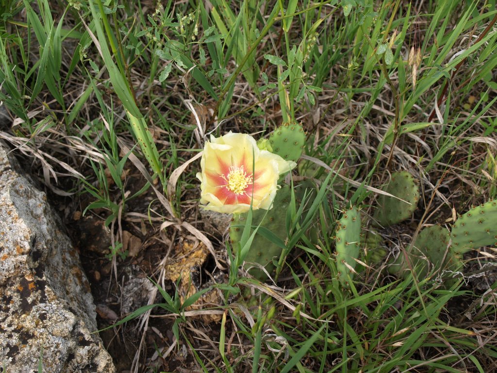 Prickly Pear flower by Blake of the Bluffs