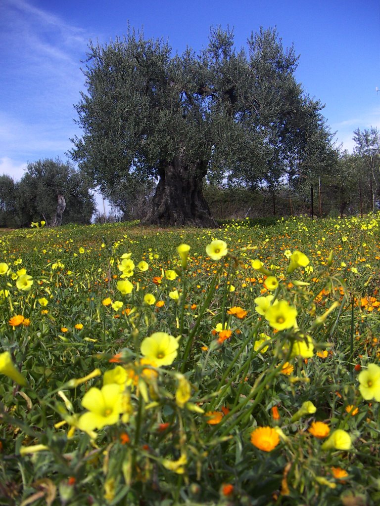 Campagna rosetana by © Dino Converti