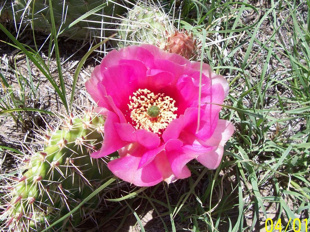 Cactus flower - Sterling- Colorado by ROGERIO LOPES GAMBER…