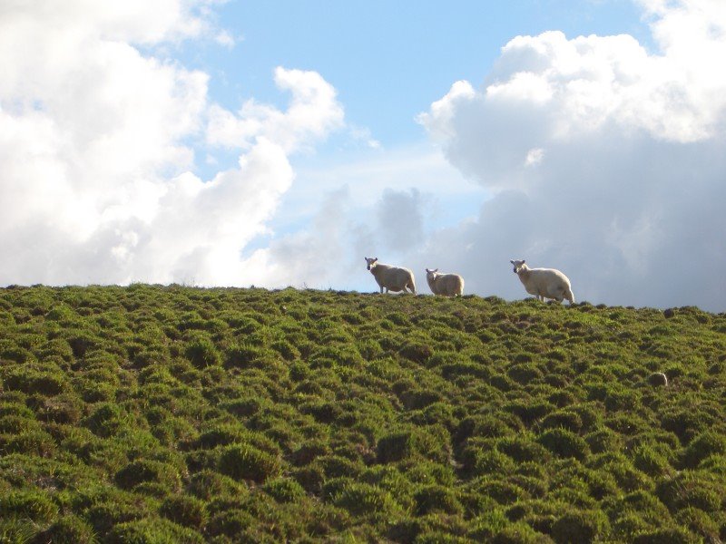 Sheeps on the hill, Brecon Beacons by mamoru