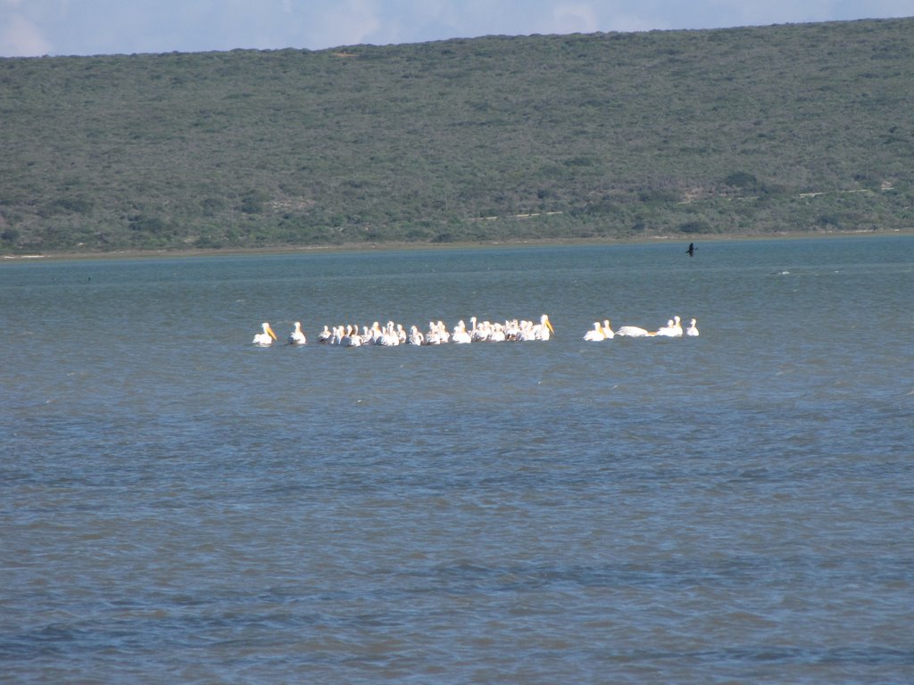 Pelicans at Geelbek by Johan Nel