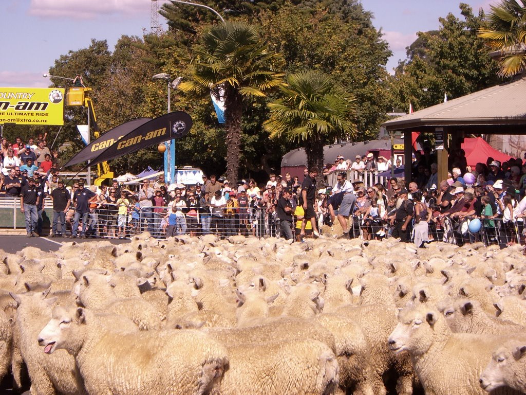 Great NZ Muster by Karen Brodie