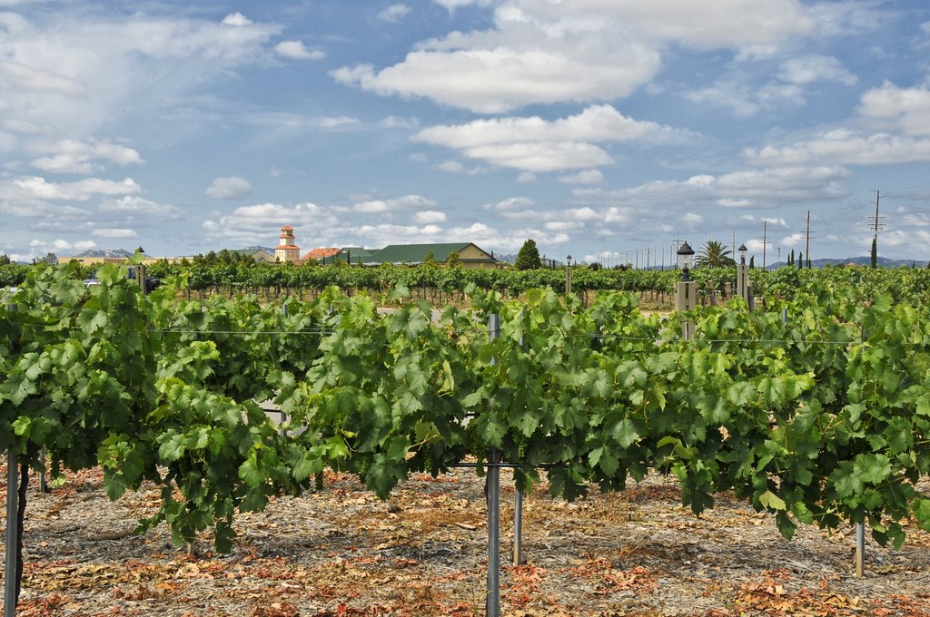 Looking southesterly over the vineyards of Ponte by Fred Henstridge