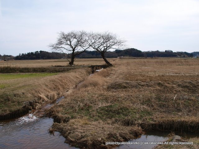 上堰潟公園/寄り添う桜（西蒲区松野尾１番地） by 新潟を紹介するblog(Photogra…