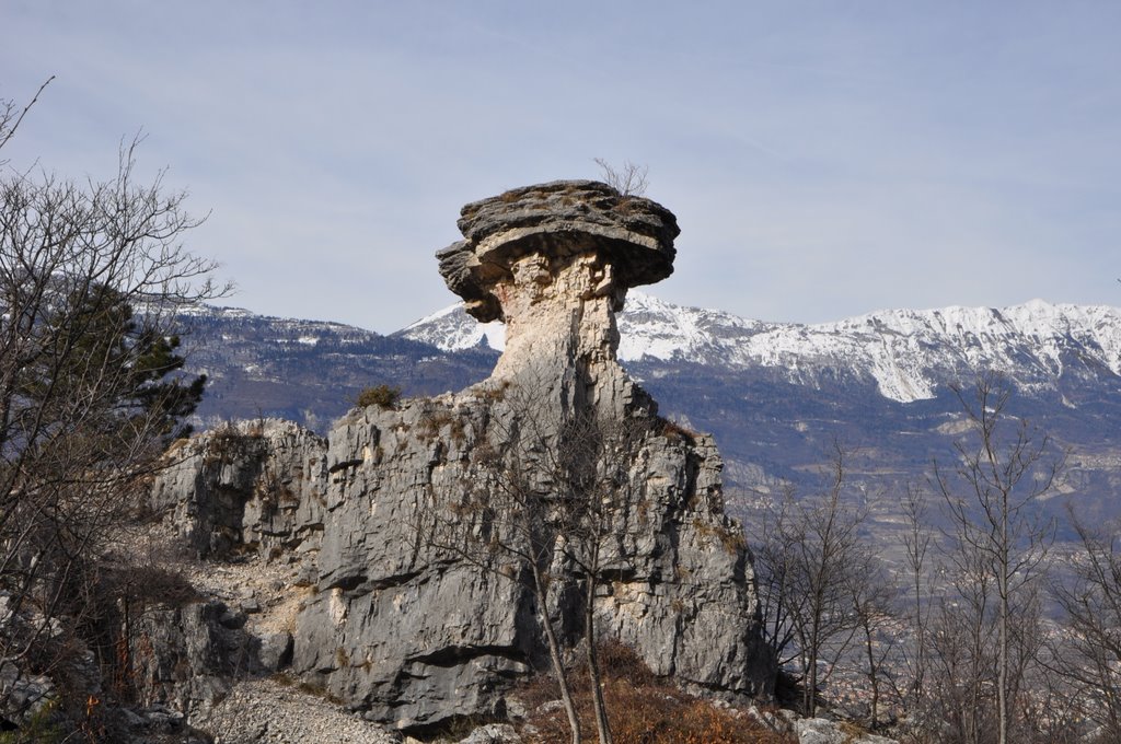 Fungo di Albaredo. Detto anche 'la bela siora' by B3RTO