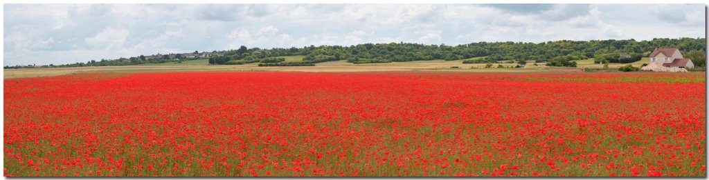 Fleurs Panoramiques by FG-D300