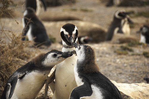 Penguin Love by Mark Gimelli