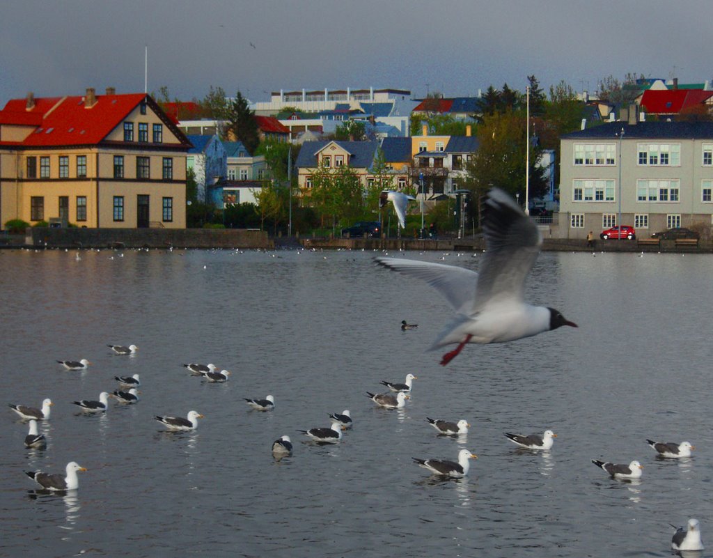 Birds in Reykjavik by boegh