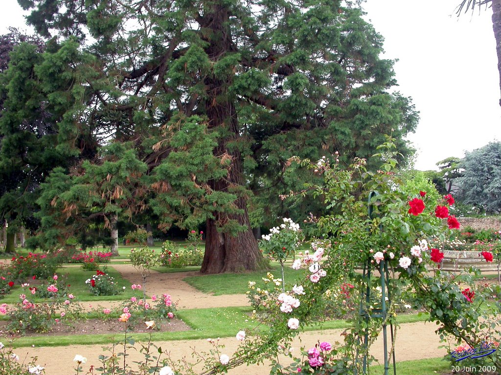 Saint Brieuc - Le jardin de Ty Coat - Roseraie by Kristen-Joc