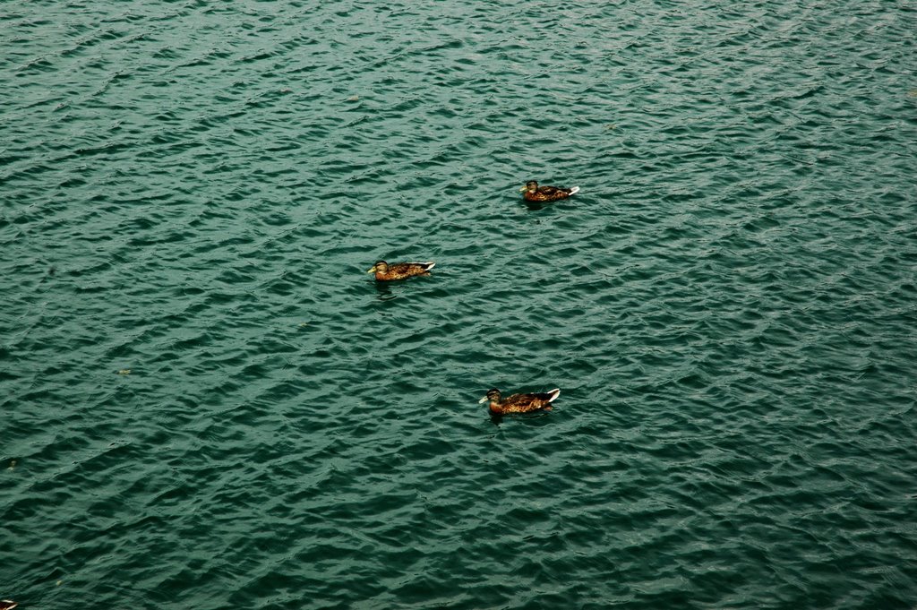 Fluckigersee by fransp