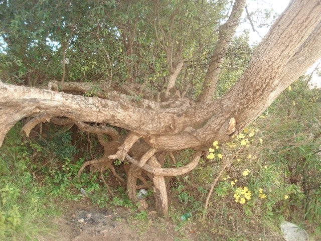 Arbol en la costa del uruguay by Estebangaby