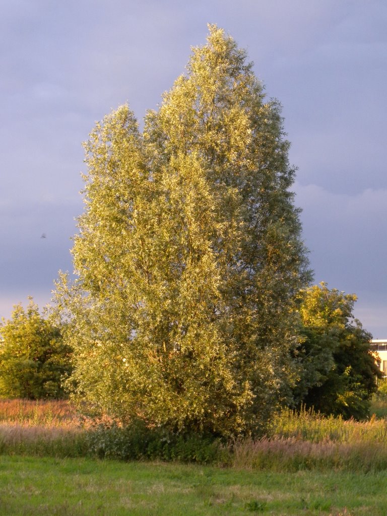 My favourite tree by dragan buljevac