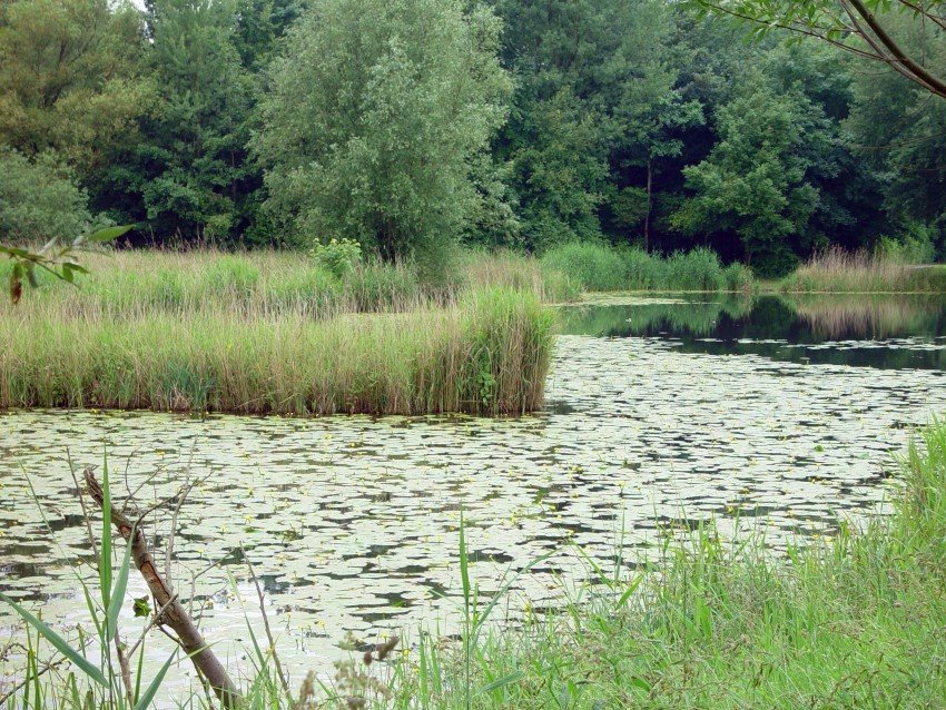 Hollandse Biesbosch 14-6-09 by Bas van Oorschot