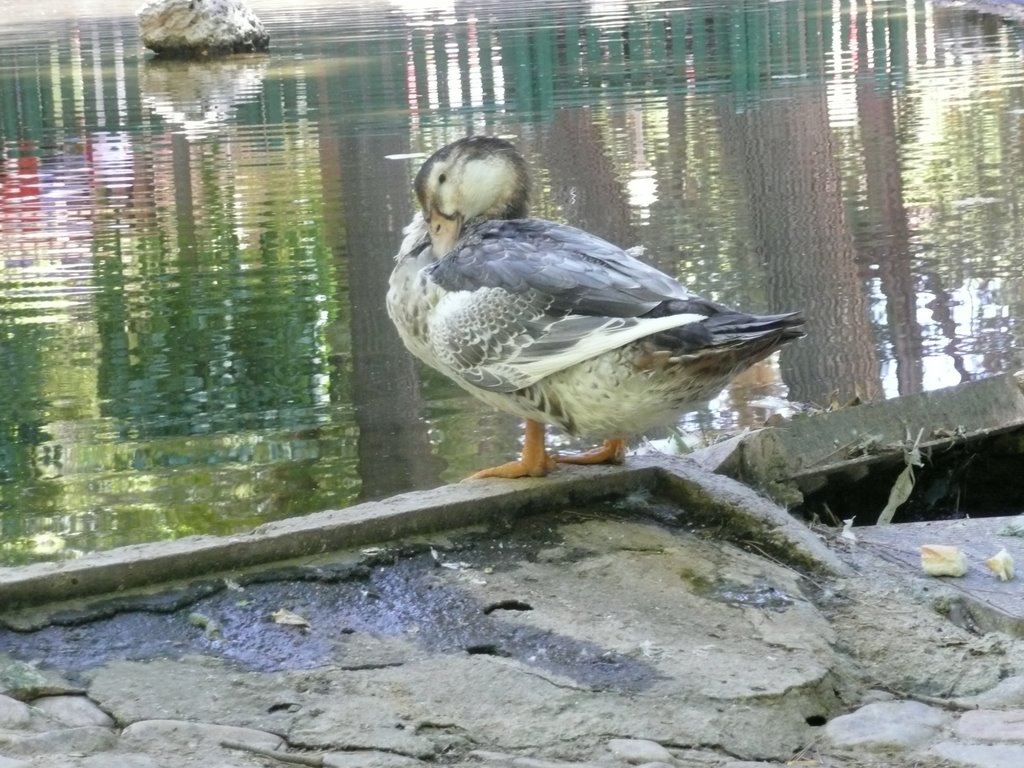 Patos en San Roque (2) by Francisco Pascual