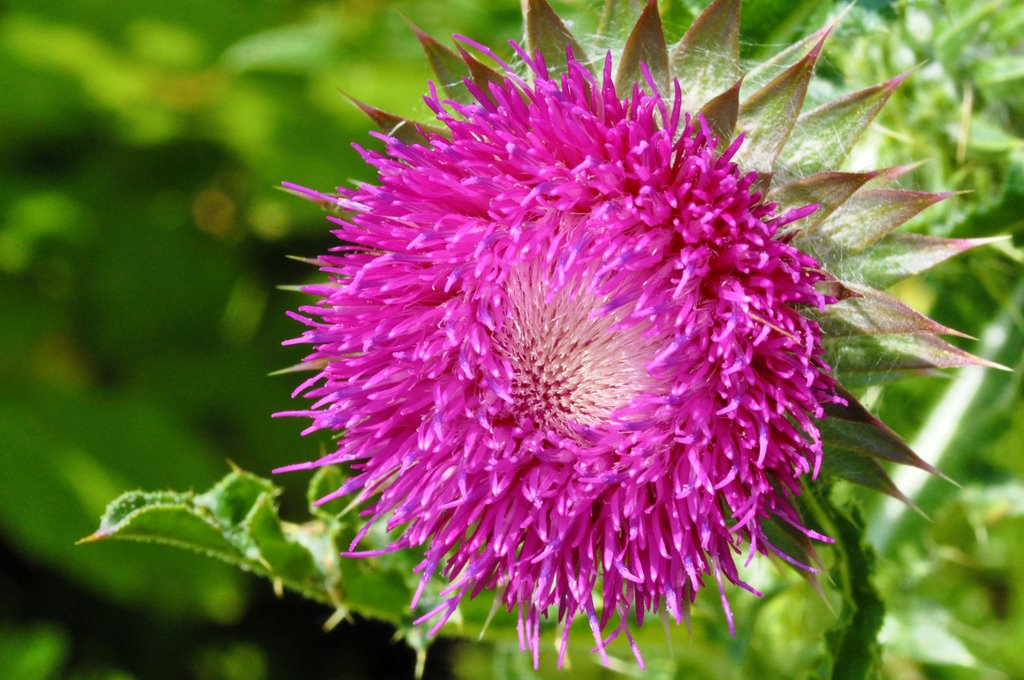 Thistle Flower by Ria Maat