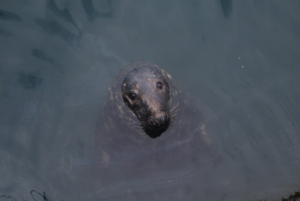 Seal In Howth by Rob Johnson