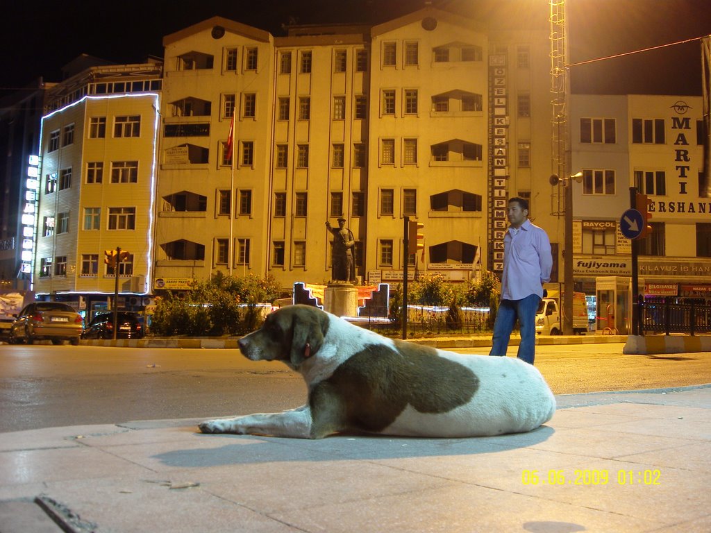 Keşan gece, İlçe merkezinde dolaşan başıboş hayvanlardan biri by ahmet soyak