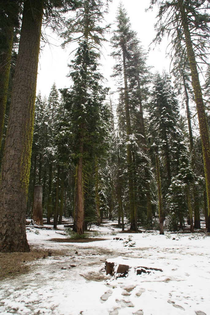 Snow in June, Crane Flat, June 09 by Peter & Shelly