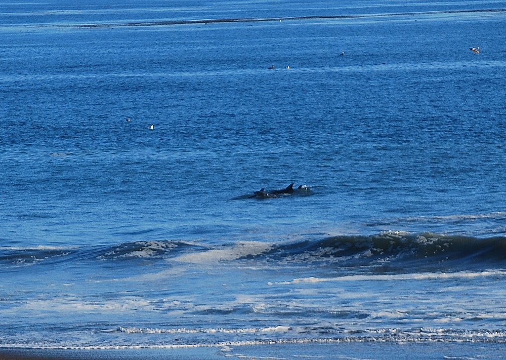 Pack hunting just offshore by HotPixPhotography