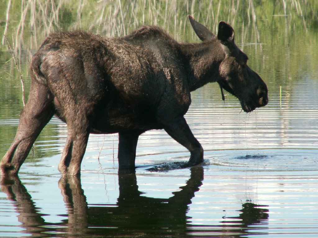 Cow moose, south of Moose, Wyoming by alfred maclay