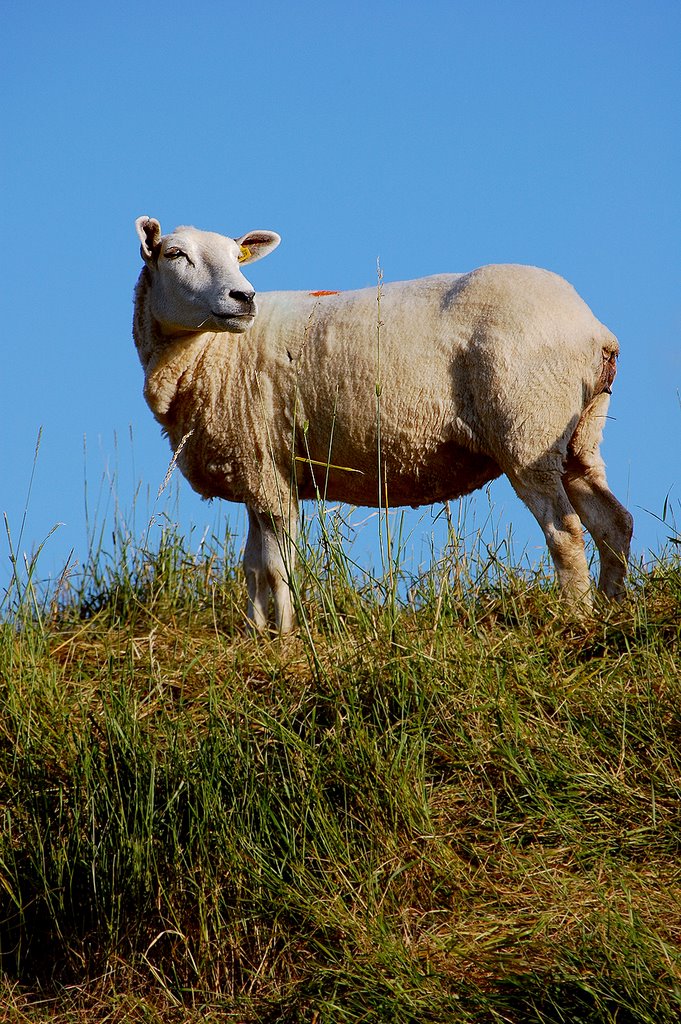 A sheep on the Zeedijk near Scherpenisse, Netherlands by © Andre Speek