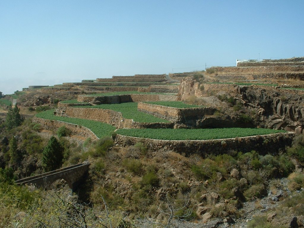 GUIA DE ISORA,PLATANOS by antonio cortes gallego