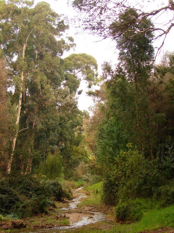 Estero El Olivar by Oscar Fernández C