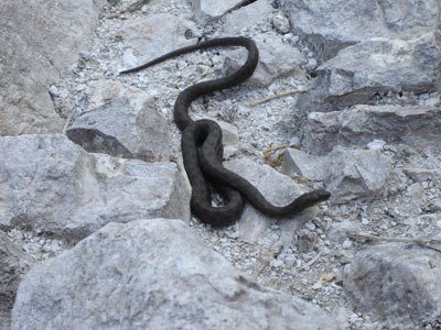 Snake at Grmozur island by ninceg