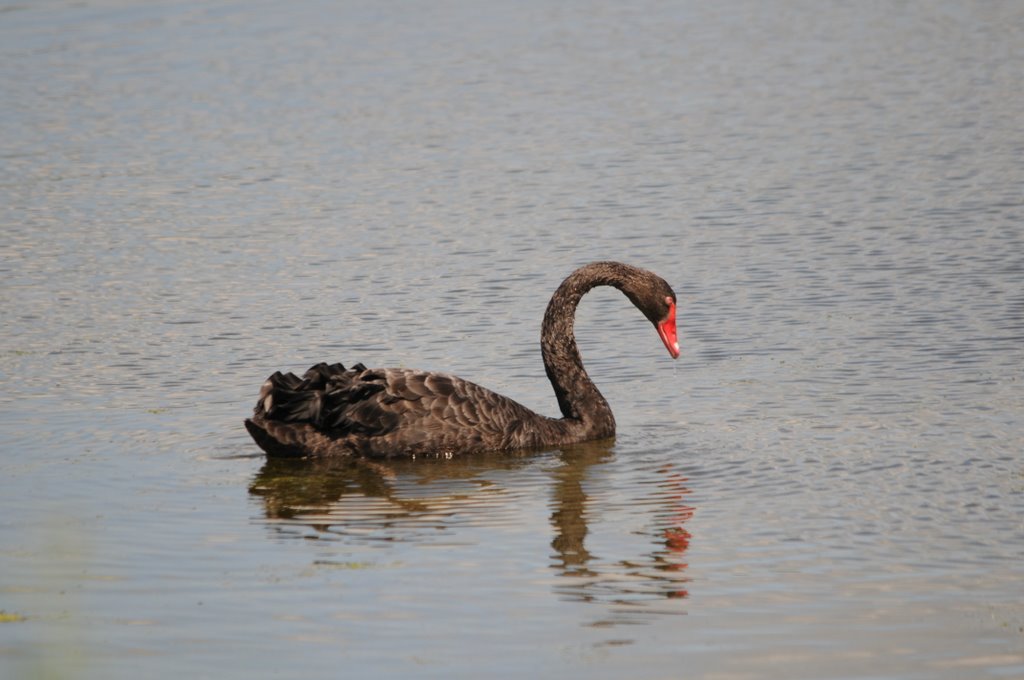 Black Swan - Zwarte Zwaan by Bart Troost