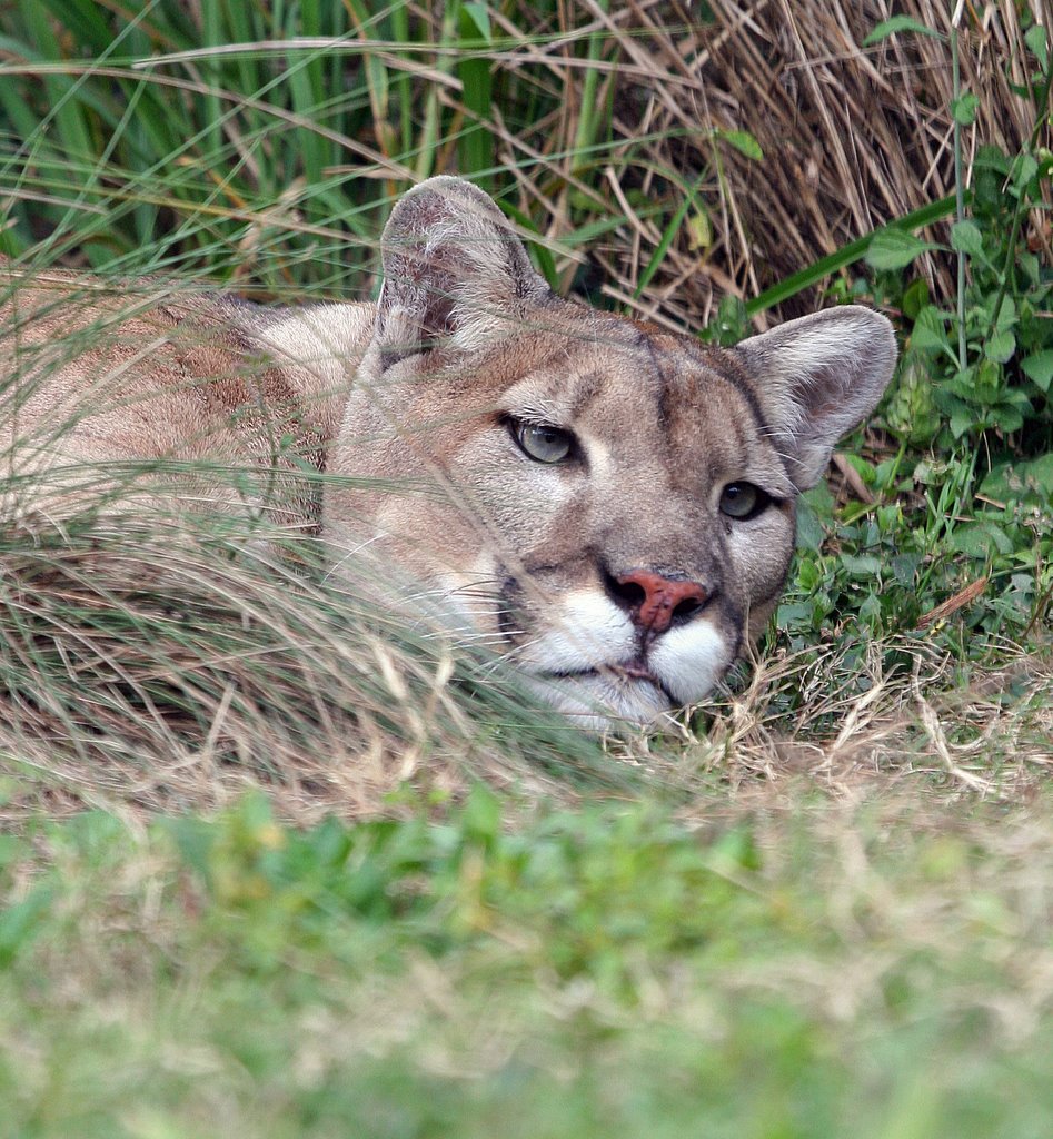 Flamingo Gardens Florida Panther by thehawkwoman